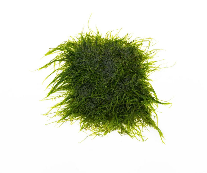 Spiky Moss (Taxiphyllum sp.) 3" x 3" Mat - AquaticMotiv