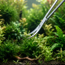 Stainless steel curved scissors with silver polished blades gently holding a green aquatic plant for aquarium use