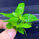 Hand holding Staurogyne Repens green leafy aquatic plant with white roots