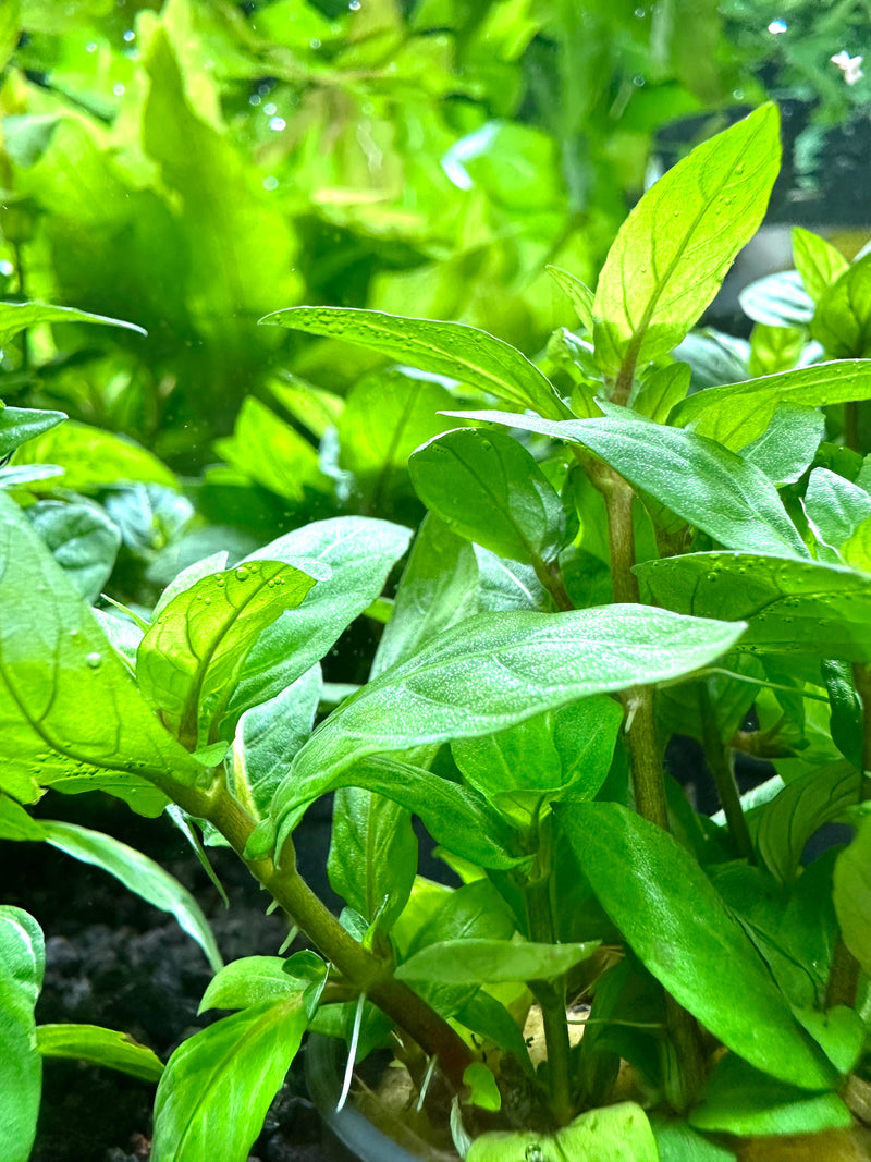 Staurogyne Repens (10 CLUMPS) *SUPER DISCOUNT* - [AquaticMotiv]