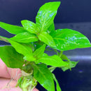 Vibrant Staurogyne Repens green basil plant with water droplets