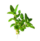 Staurogyne Repens green aquatic plant with white roots, 10 clump aquarium pack