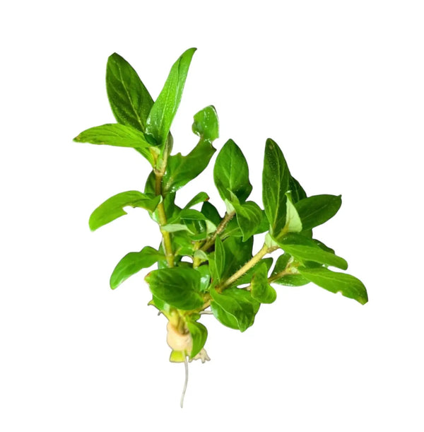 Staurogyne Repens green aquatic plant with white roots, 10 clump aquarium pack