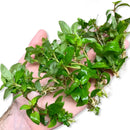 Staurogyne Repens green aquatic plant with small leaves and roots, 10 clump pack for aquariums