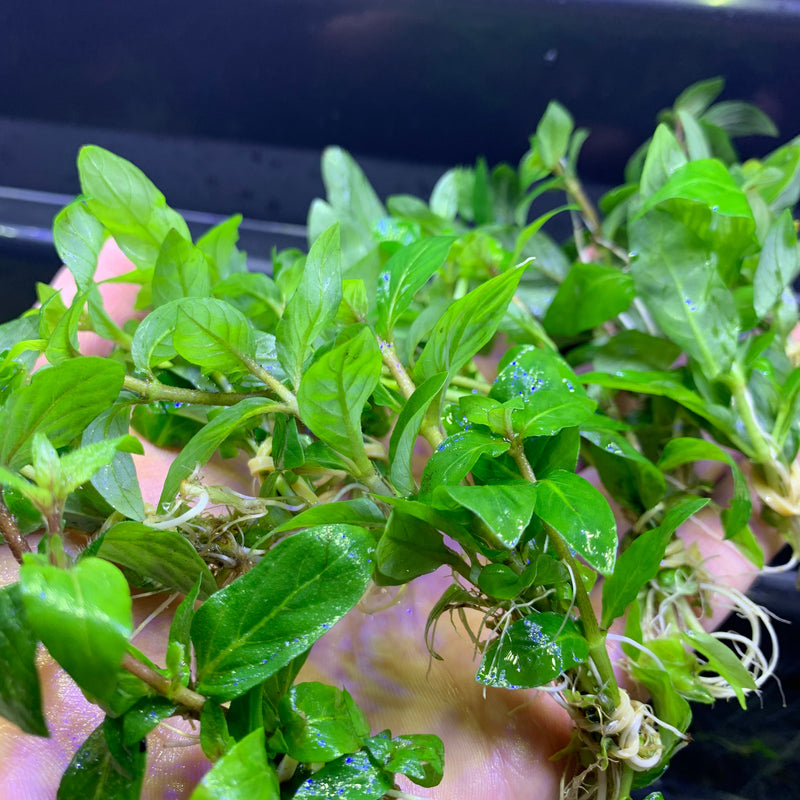 Staurogyne Repens (10 CLUMPS) *SUPER DISCOUNT* - AquaticMotiv