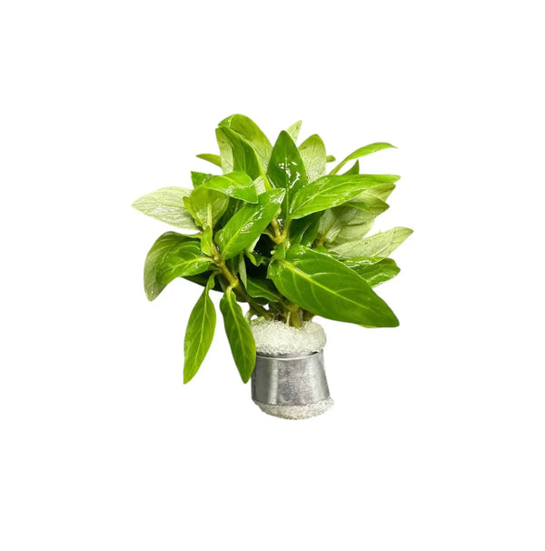 Silver metal vase with Staurogyne Repens Clump green leafy plant