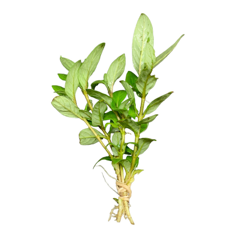 Staurogyne Repens Clump - AquaticMotiv