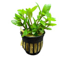 Staurogyne Repens pot with green aquatic plant in black mesh and yellow stones