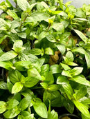 Green Staurogyne Repens mint plant in pots