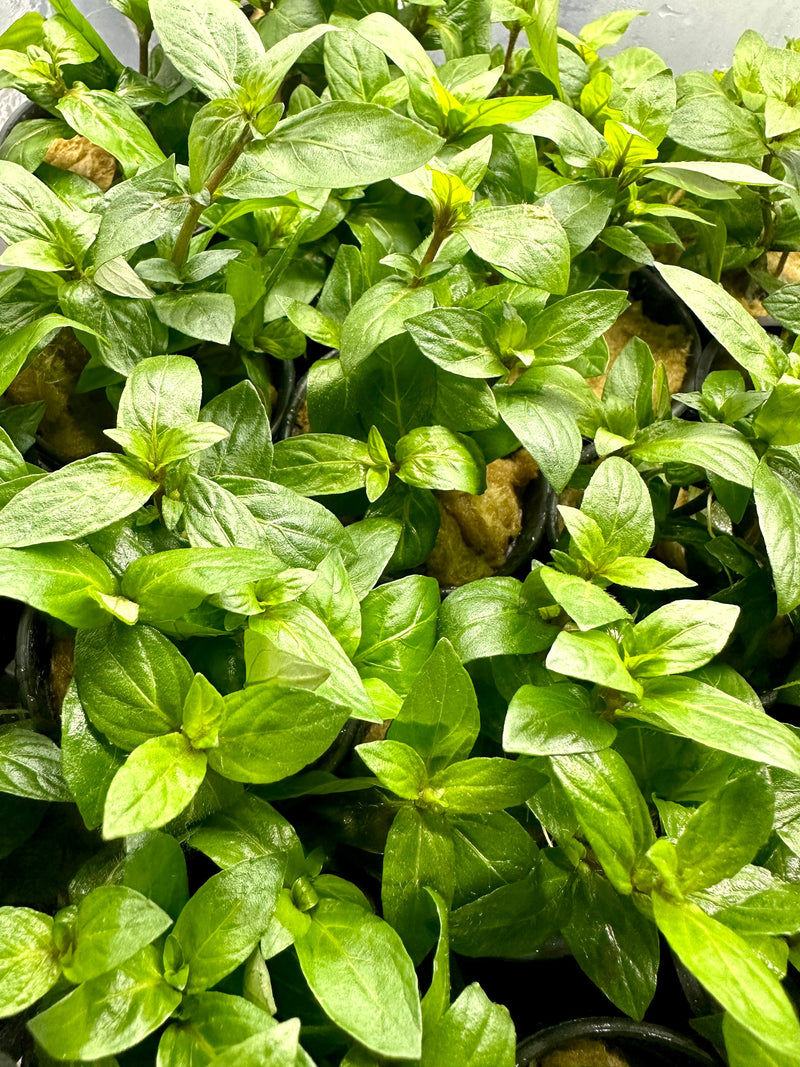 Staurogyne Repens Pot - [AquaticMotiv]