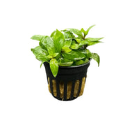Green basil in black slotted Staurogyne Repens hydroponic pot