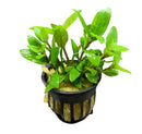 Staurogyne Repens Pot: Green Aquatic Plant in Black Net Pot with White Rocks and Brown Pebbles