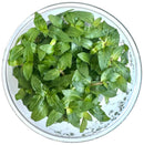Fresh green mint leaves in clear glass bowl for Staurogyne Repens Tissue Culture