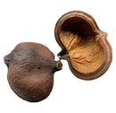 Dried split sterculia pod shell with rough brown exterior and tan interior