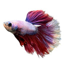 A vibrant super delta betta male fish with flowing iridescent fins in shades of deep red and purple