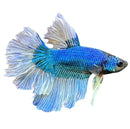 A vibrant blue super delta betta male fish with flowing translucent fins and shimmering scale pattern