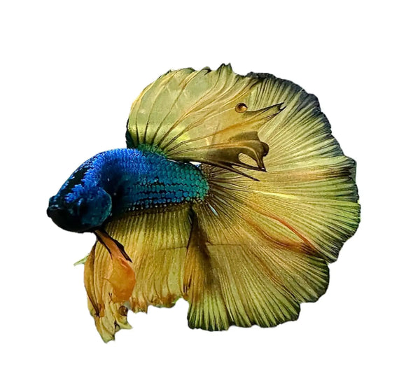 Male Bettas with Vibrant Colors and Flowing Fins | Aquatic Motiv