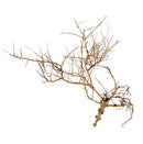 Thorndevil Driftwood - AquaticMotiv