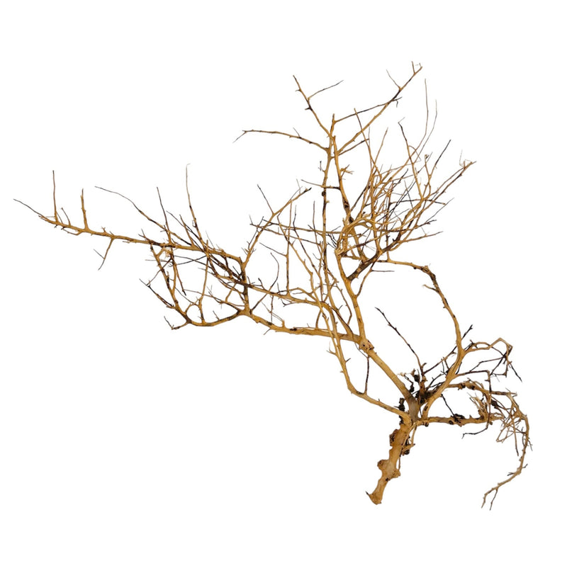 Thorndevil Driftwood - AquaticMotiv
