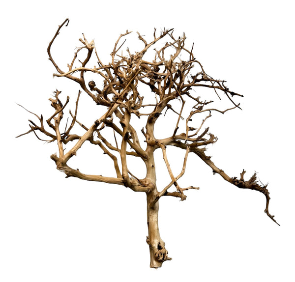 Thorndevil Driftwood - AquaticMotiv