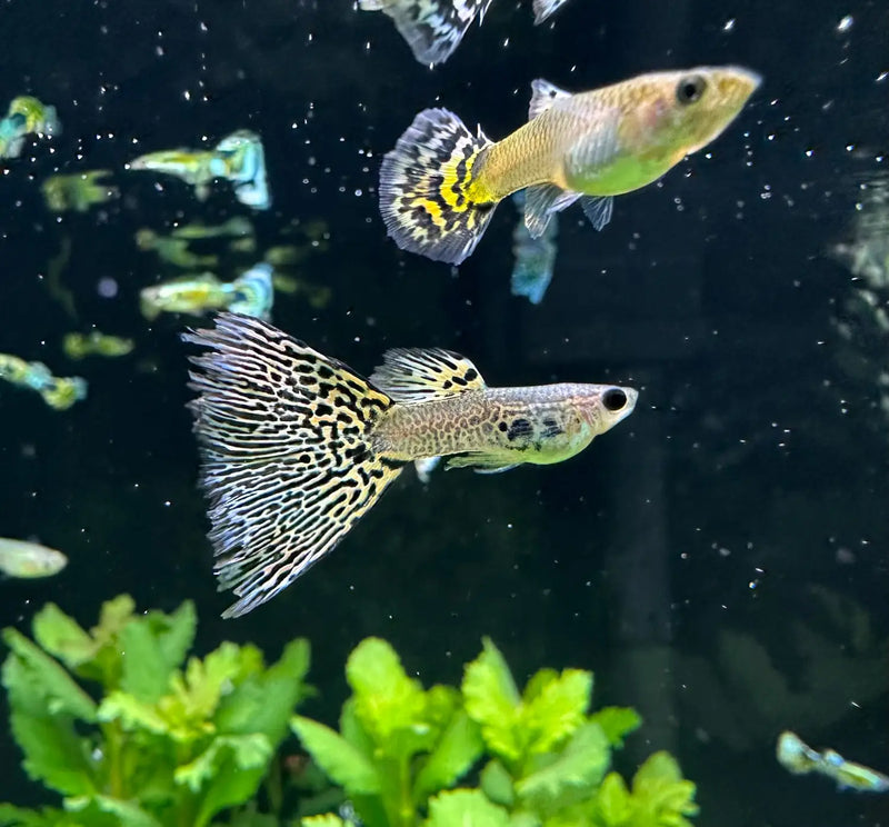Tiger Mosaic Guppy Pair for Sale Live Arrival