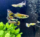 A vibrant tiger mosaic guppy pair with yellow and black striped tails swimming gracefully in an aquarium