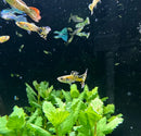 Tiger mosaic guppy pair featuring vibrant yellow and black striped fish swimming near green aquatic plants in aquarium