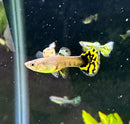 A vibrant yellow and black patterned tiger mosaic guppy fish pair with flowing ornate tails swimming gracefully