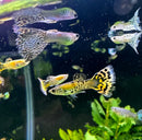 A vibrant yellow and black patterned tiger mosaic guppy pair with flowing fan like fins swimming in an aquarium