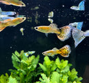 A vibrant orange and black patterned tiger mosaic guppy pair with flowing spotted fins swims gracefully in a dark aquarium