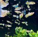 A pair of tiger mosaic guppy fish with vibrant yellow blue green and black patterned fins swimming in a dark aquarium