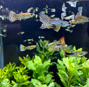 A vibrant pair of tiger mosaic guppies swim gracefully among lush green plants in a clear aquarium
