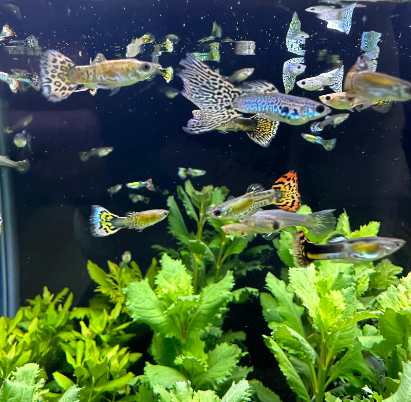 Tiger Mosaic Guppy Pair for Sale Live Arrival