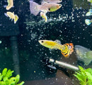 Tiger mosaic guppy pair with vibrant orange and black patterns swimming gracefully in a dark aquarium with bubbles