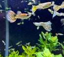 A vibrant tiger mosaic guppy pair with golden-orange bodies and black-and-yellow spotted tails swimming in aquarium