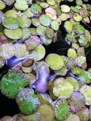 Floating green and purple Tiger Striped Frogbit lily pads with brown speckles on water