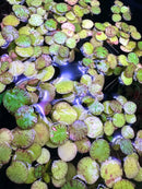Tiger Striped Frogbit: floating green yellow lily pads with reddish-brown spots on dark water