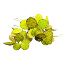 Tiger Striped Frogbit: artificial green leaves with brown speckles and thin stems