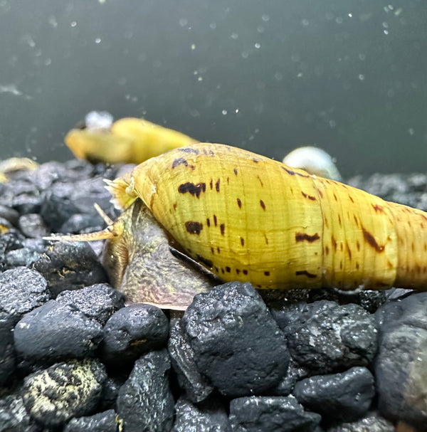 3 Tiger Chopstick Snails (Stenomelania Acutospira) - [AquaticMotiv]