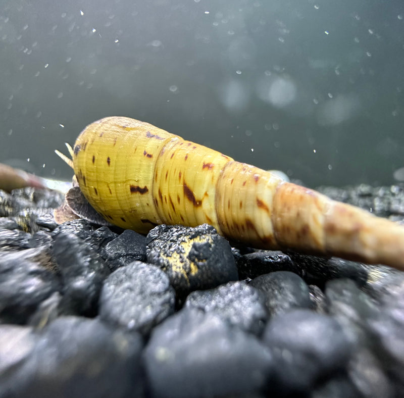3 Tiger Chopstick Snails (Stenomelania Acutospira) - [AquaticMotiv]