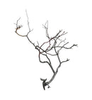 Manzanita Wood - [AquaticMotiv]