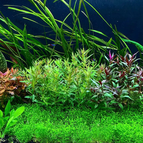 Top 5 best foreground plants for beginners