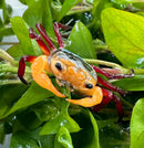 A vibrant orange and red tricolor Borneo crab with a glossy iridescent shell perched among green leaves