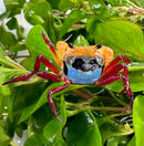 A vibrant orange blue tricolor borneo crab with red legs perched among lush green leaves