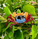 A vibrant tricolor borneo crab lepidothelphusa sp with orange blue body and red legs among lush green leaves