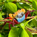A tricolor borneo crab lepidothelphusa sp with an orange head and blue carapace perched on green foliage