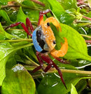 A vibrant tricolor Borneo crab with blue and black carapace, orange claws, and red legs among green leaves