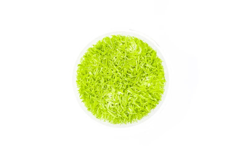 Utricularia Graminifolia AF Tissue Culture - AquaticMotiv