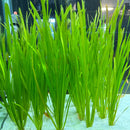 Vallisneria Spiralis - AquaticMotiv