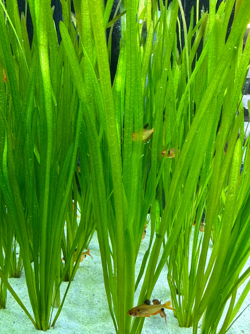 Vallisneria Spiralis - AquaticMotiv